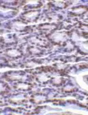 Anti-ANP32A antibody used in IHC (Paraffin sections) (IHC-P). GTX25991