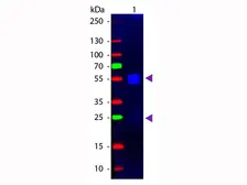 Goat Anti-Rabbit IgG antibody, F(ab')2 fragment, pre-adsorbed (FITC). GTX26009