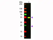 Goat Anti-Rabbit IgG antibody, F(ab')2 fragment, pre-adsorbed (TxRd). GTX26010