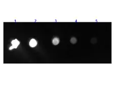 Goat Anti-Rabbit IgG (Fc fragment) antibody, F(ab')2 fragment (FITC). GTX26018
