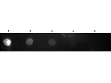 Goat Anti-Rabbit IgG (Fc fragment) antibody, F(ab')2 fragment (TxRd). GTX26019