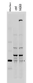 Anti-GLI3 antibody used in Western Blot (WB). GTX26050