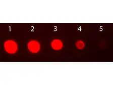 Goat Anti-Rabbit IgG (F(ab')2) antibody, F(ab')2 fragment, pre-adsorbed (FITC). GTX26108