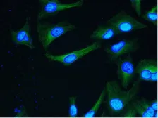 Anti-alpha Tubulin antibody [YOL1/34] used in Immunocytochemistry/ Immunofluorescence (ICC/IF). GTX26161