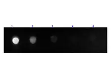 Goat Anti-Rat IgG (Fc fragment) antibody, F(ab')2 fragment, pre-adsorbed (FITC). GTX26253