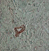 Anti-beta Actin antibody [AC-15] used in IHC (Paraffin sections) (IHC-P). GTX26276