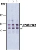 Anti-pan Cytokeratin antibody [PCK-26] used in Western Blot (WB). GTX26401