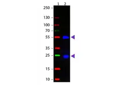 Donkey Anti-Goat IgG antibody, Fab fragment (FITC). GTX26521