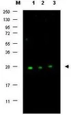 Anti-p27 Kip1 antibody used in Western Blot (WB). GTX26547