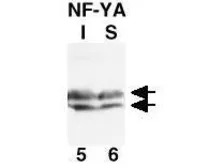 Anti-NFYA antibody used in Western Blot (WB). GTX26558