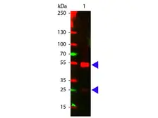 Donkey Anti-Goat IgG antibody, pre-adsorbed (Cy5). GTX26566