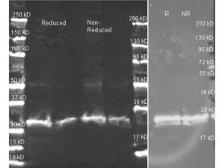 Anti-GST tag antibody used in Western Blot (WB). GTX26612