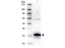 Anti-Carboxypeptidase A antibody used in Western Blot (WB). GTX26625