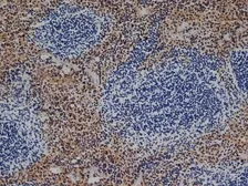 Anti-F4/80 antibody [CI:A3-1] used in IHC (Frozen sections) (IHC-Fr). GTX26640
