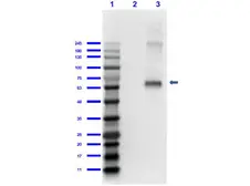 Anti-Fluorescein antibody used in Western Blot (WB). GTX26644