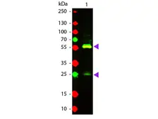 Anti-Biotin antibody (TxRd) used in Western Blot (WB). GTX26653