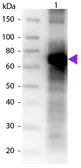 Anti-Fluorescein antibody (Biotin) used in Western Blot (WB). GTX26655