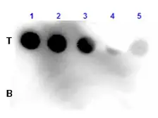 Anti-Fluorescein antibody (HRP) used in Dot blot (Dot). GTX26656