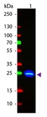 Anti-GFP antibody (FITC) used in Western Blot (WB). GTX26662