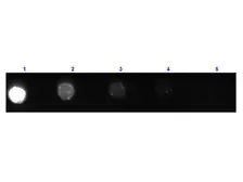 Goat Anti-Mouse IgG antibody, Fab fragment (FITC). GTX26669