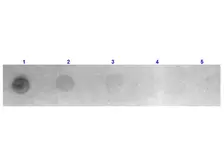 Goat Anti-Mouse IgG antibody, Fab fragment (Rhodamine). GTX26670