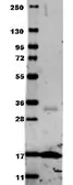 Anti-TNF alpha antibody used in Western Blot (WB). GTX26671