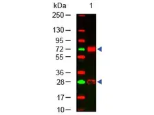 Rabbit Anti-Chicken IgY antibody. GTX26694