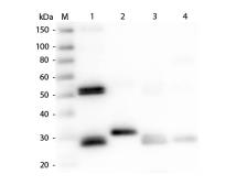 Rabbit Anti-Rat IgG antibody. GTX26703
