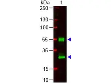 Goat Anti-Mouse IgG antibody. GTX26708