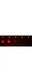 Goat Anti-Rabbit IgG antibody (Rhodamine). GTX26718