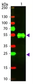 Goat Anti-Rabbit IgG antibody (TxRd). GTX26719