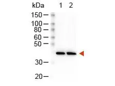 Goat Anti-Rabbit IgG antibody (HRP). GTX26721