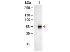 Goat Anti-Rabbit IgG antibody (AP). GTX26722