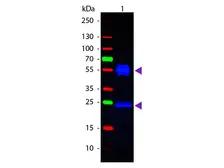 Rabbit Anti-Mouse IgG antibody (FITC). GTX26724