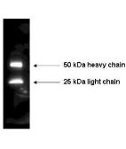 Rabbit Anti-Mouse IgG antibody (HRP). GTX26728