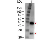 Rabbit Anti-Goat IgG antibody (HRP). GTX26741
