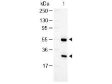 Rabbit Anti-Goat IgG antibody (AP). GTX26742