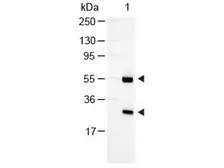 Rabbit Anti-Goat IgG antibody (AP). GTX26742