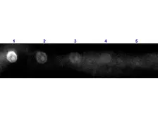 Rabbit Anti-Sheep IgG antibody (Rhodamine). GTX26744
