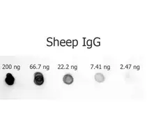 Rabbit Anti-Sheep IgG antibody (AP). GTX26748