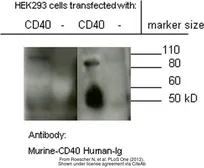 Rabbit Anti-Human IgG antibody (HRP). GTX26759