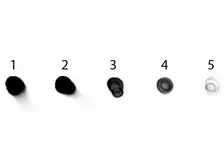 Rabbit Anti-Human IgG antibody (AP). GTX26760
