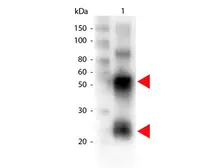 Rabbit Anti-Pig IgG antibody (Biotin). GTX26776
