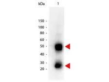 Goat Anti-Mouse IgG antibody (HRP). GTX26789
