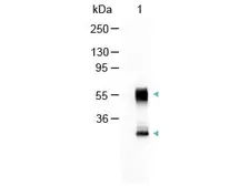 Goat Anti-Mouse IgG antibody (AP). GTX26790