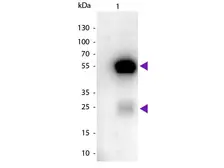 Sheep Anti-Rabbit IgG antibody (HRP). GTX26795