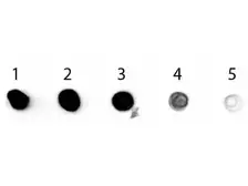 Sheep Anti-Rabbit IgG antibody (AP). GTX26796