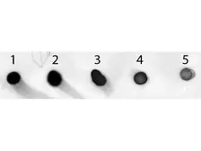 Sheep Anti-Mouse IgG antibody (AP). GTX26809