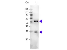 Chicken Anti-Mouse IgG antibody (HRP). GTX26814
