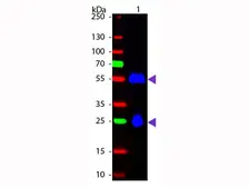 Donkey Anti-Mouse IgG antibody (FITC). GTX26816